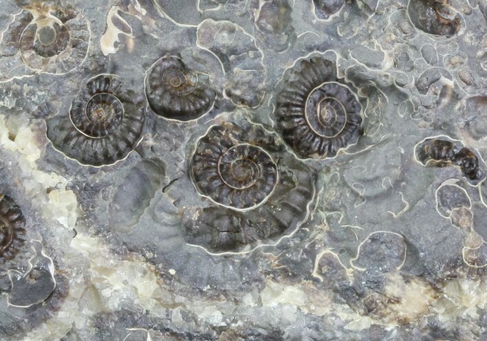 Ammonite Fossil Slab - Marston Magna Marble #63499